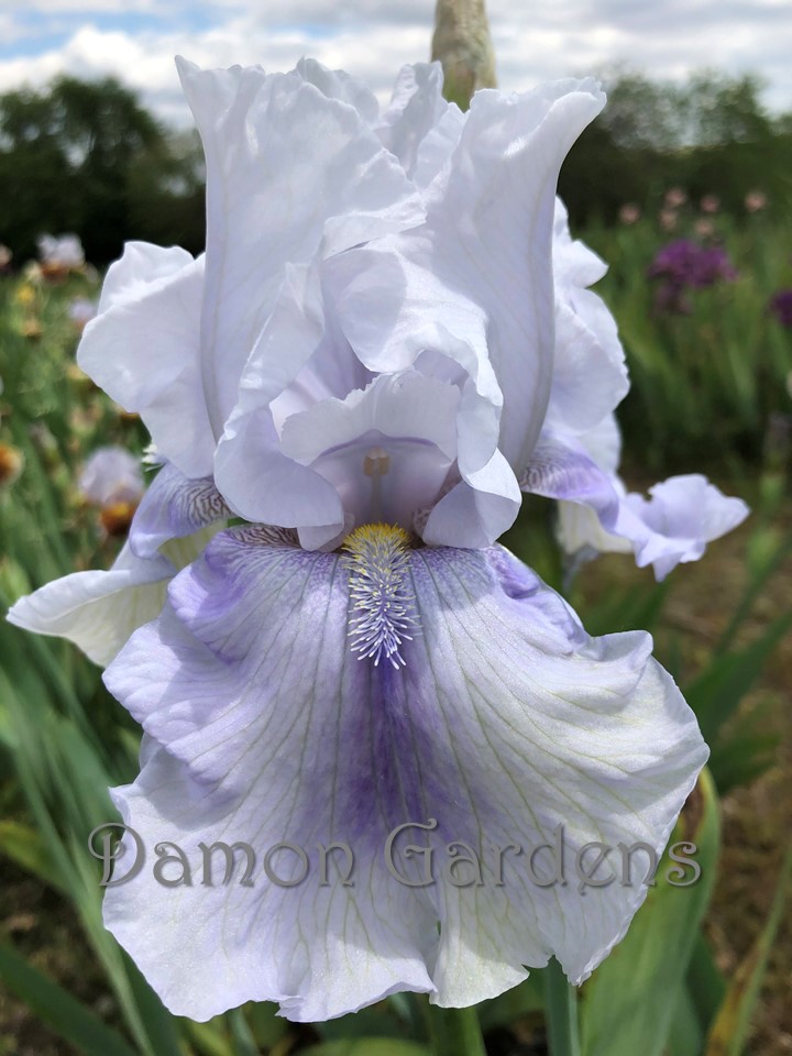 Iris Cool Change